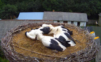 Obraz podglądu z kamery internetowej storks Kozubszczyzna